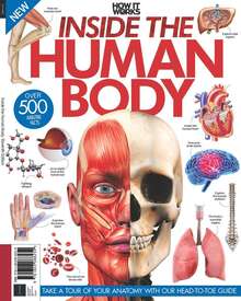 Inside The Human Body